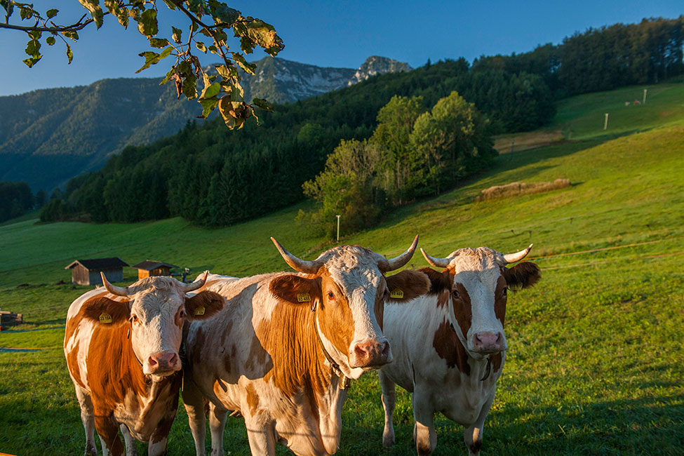 Sommer in Inzell - Haus Martin Hirschbichler